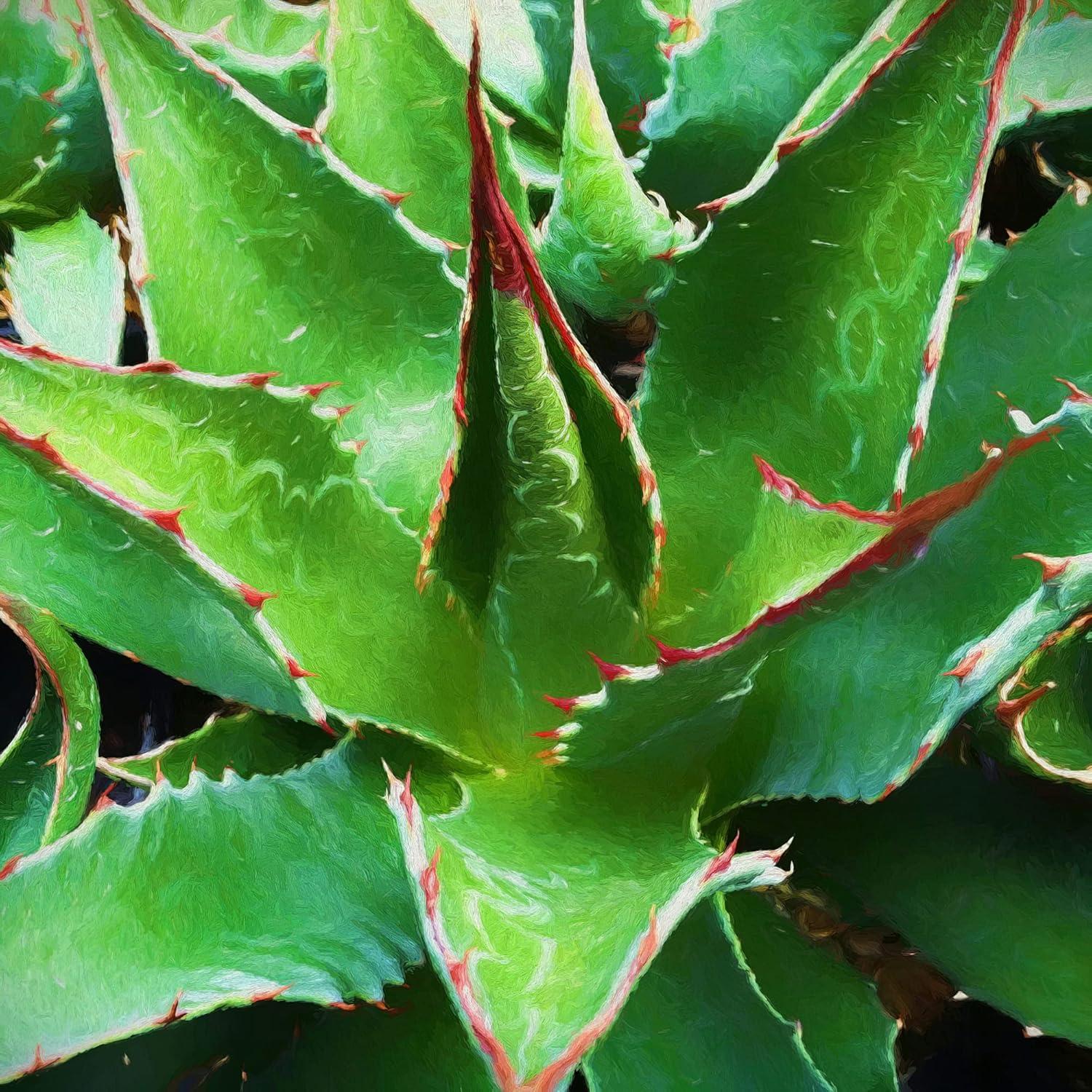 image:imageArmen Living Aloe Vera II Square Wrapped Canvas Wall Art Print 24 x 2412 x 12