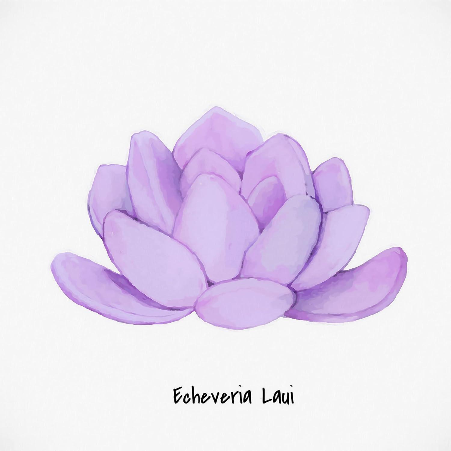 image:imageArmen Living Echeveria Spruce Oliver Square Wrapped Canvas Wall Art Print 12 x 128 x 8