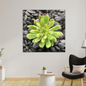 Armen Living Haworthia Cooperi I – Square Wrapped Canvas Wall Art Print 24 x 24(12 x 12)
