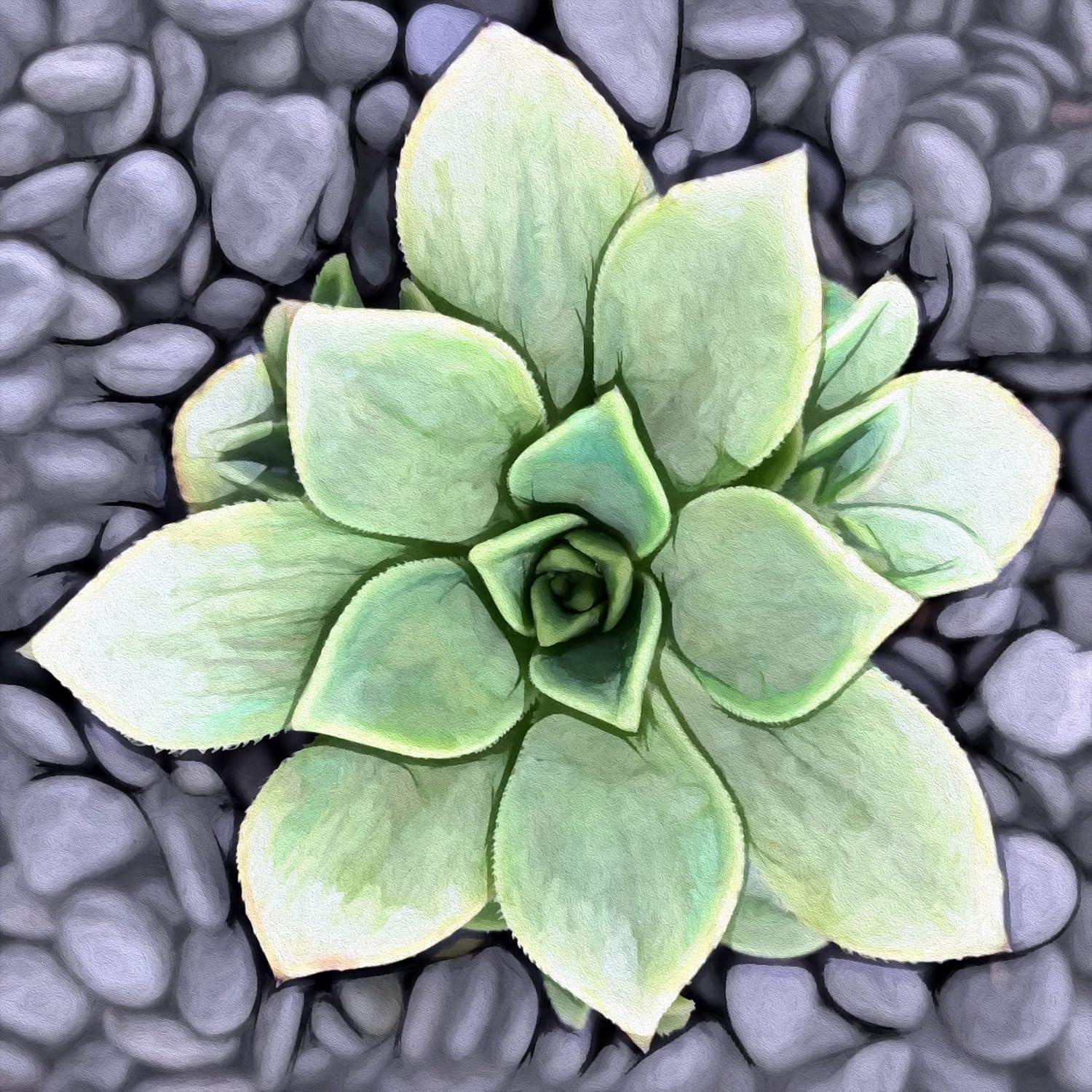 image:imageArmen Living Aeonium Haworthii Pinwheel Square Wrapped Canvas Wall Art Print 12 x 1236 x 36