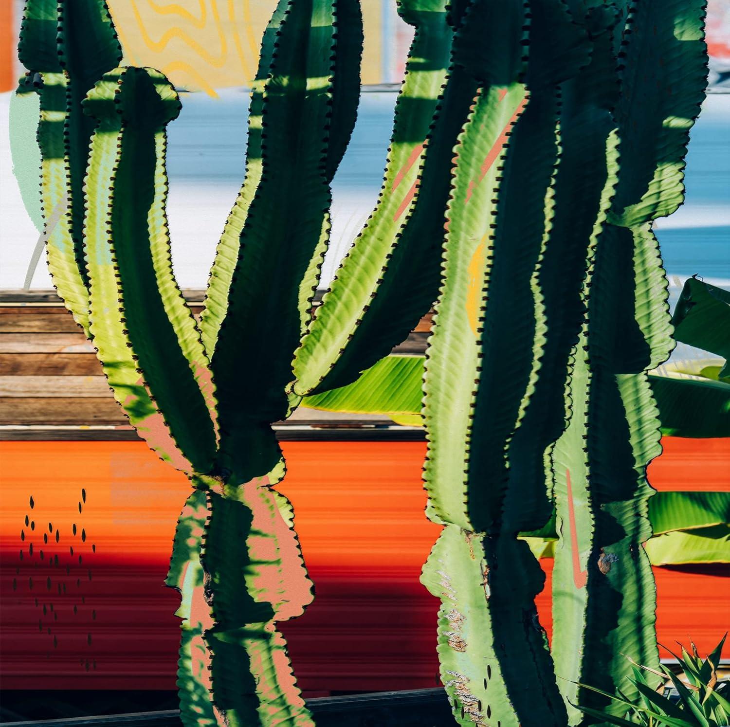 image:imageArmen Living Cactus Succulents 652 Square Wrapped Canvas Wall Art Print 20 x 2048 x 48
